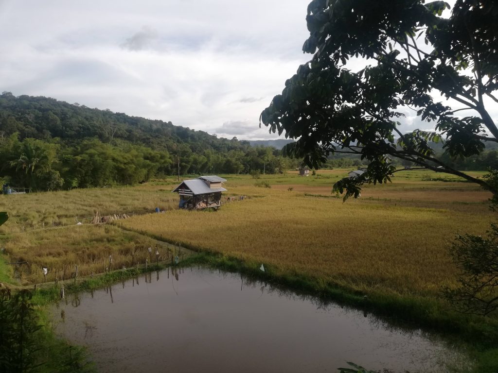 Lawas